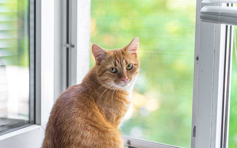 zanzariere per animali domestici